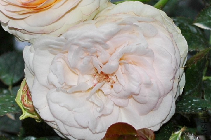 DSC_9286 ����.jpg