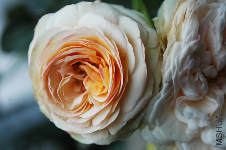 DSC_92861 ����.jpg