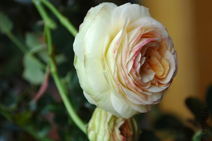 DSC_92862 ����.jpg