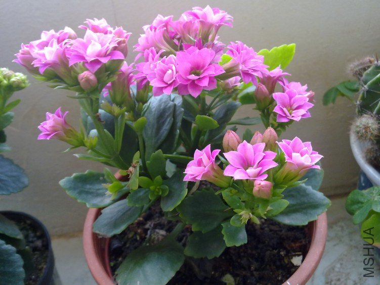 20120321808.jpg