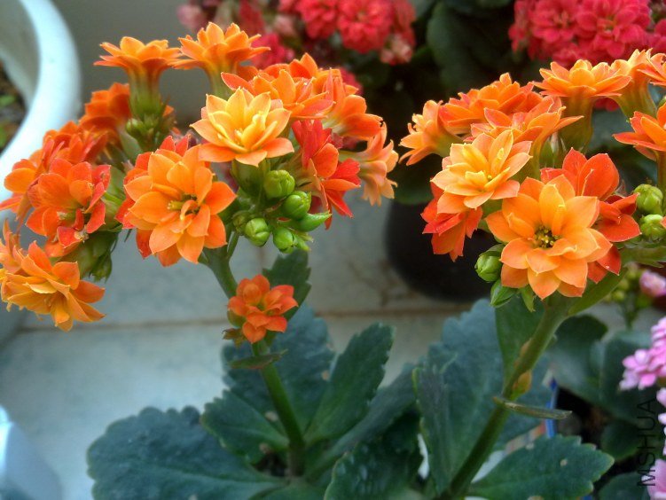20120321811.jpg