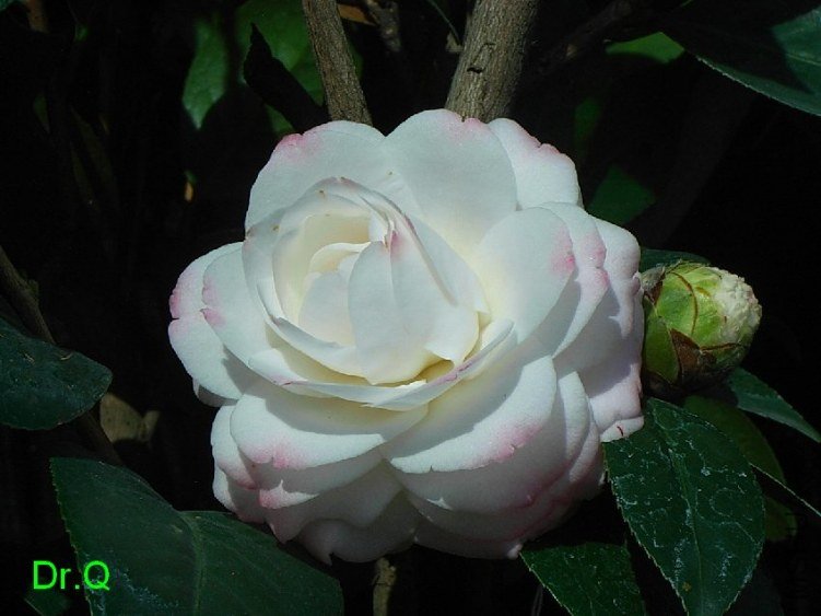 0321-7.JPG
