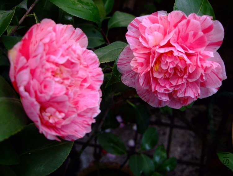 ������ 2012-3-21f 085.jpg