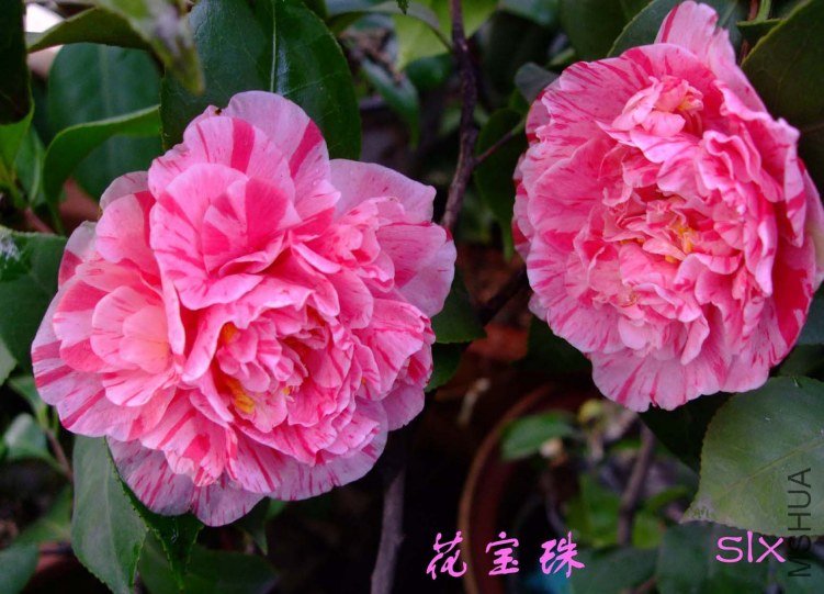 ������ 2012-3-21f 083.jpg