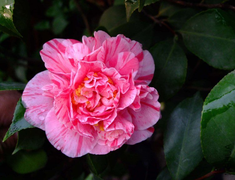 ������ 2012-3-21f 082.jpg