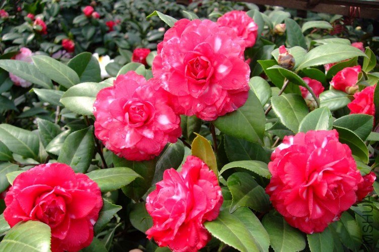 ������ 2012-3-21f 010.jpg