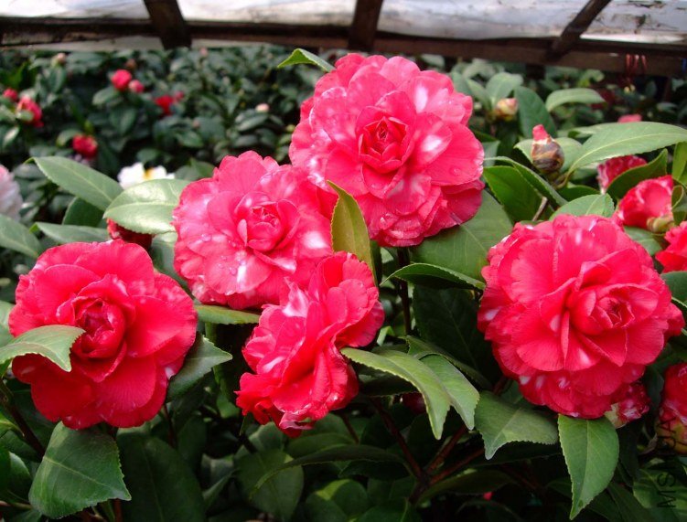 ������ 2012-3-21f 011.jpg
