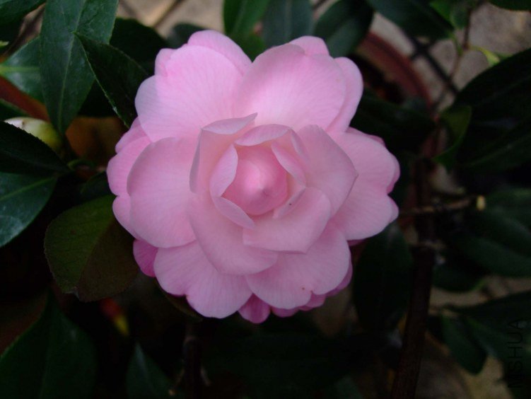 ��Ħ�� 2012-3-21f 028.jpg