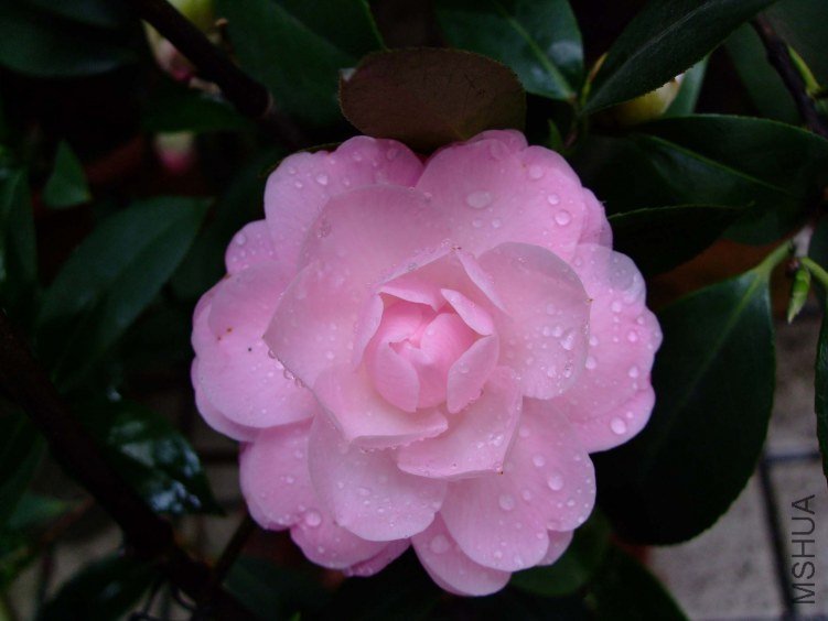 ��Ħ�� 2012-3-21f 076.jpg