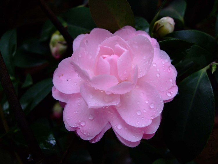 ��Ħ�� 2012-3-21f 077.jpg