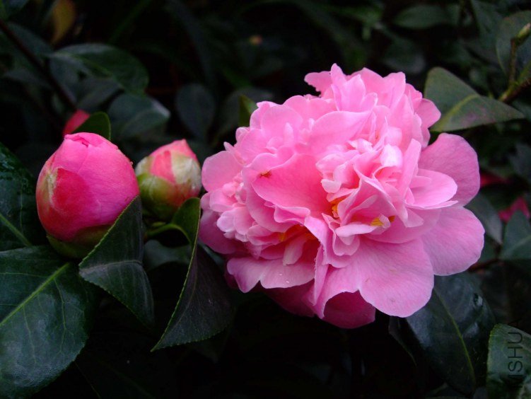 Ī������ 2012-3-21f 105.jpg