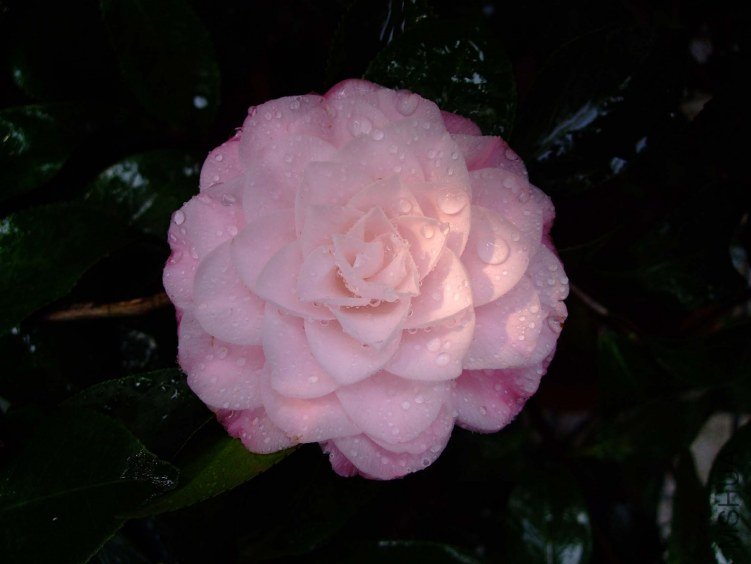 ��������� 2012-3-21f 071.jpg