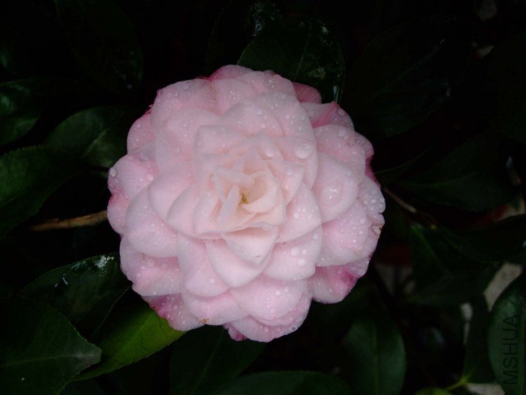 ��������� 2012-3-21f 073.jpg