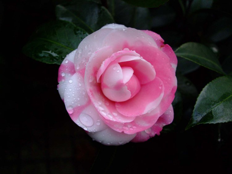 ���غ�˹ 2012-3-21f 098.jpg
