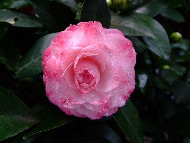 ������ 2012-3-21f 074.jpg