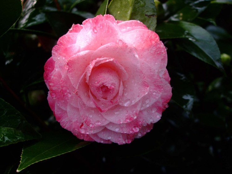 ������ 2012-3-21f 072.jpg