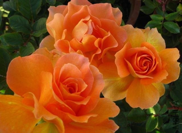 ������ˮ��Honey Perfume��.jpg