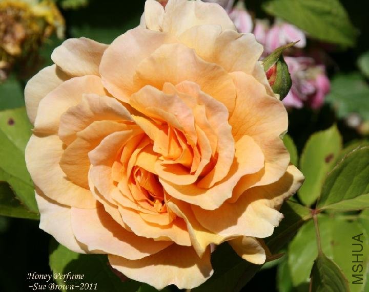 ������ˮ��Honey Perfume��1.jpg