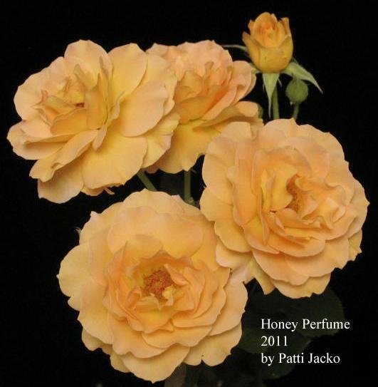 ������ˮ��Honey Perfume��2.jpg