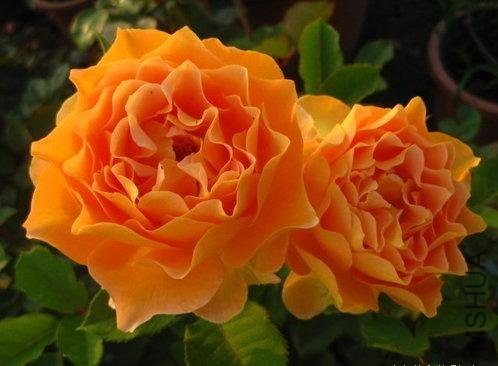 ������ˮ��Honey Perfume��3.jpg