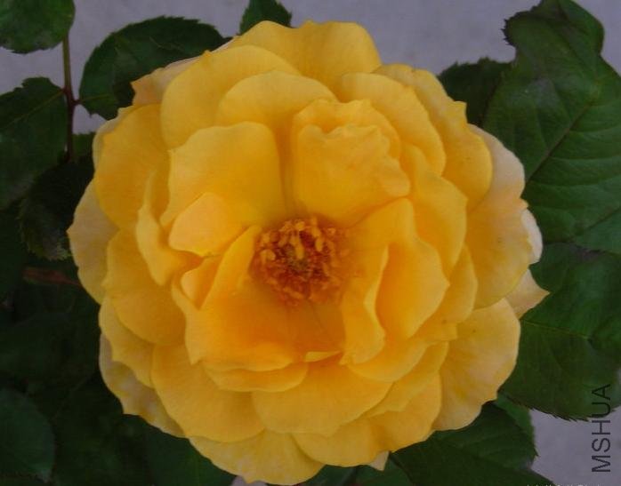 ������ˮ��Honey Perfume��4.jpg