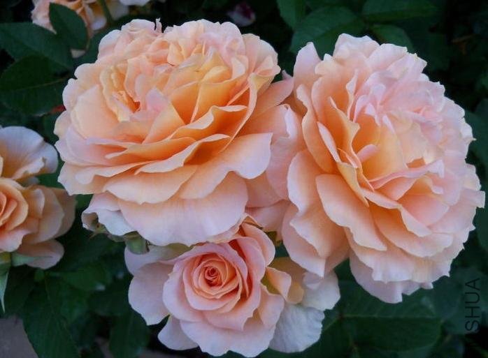 ������ˮ��Honey Perfume��5.jpg