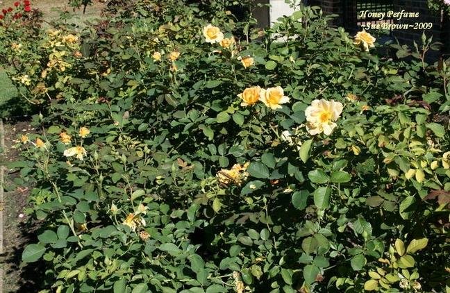 ������ˮ��Honey Perfume��6.jpg