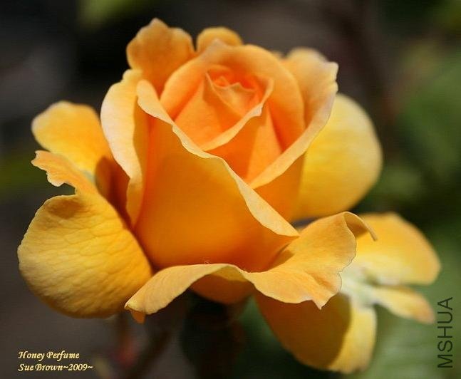 ������ˮ��Honey Perfume��7.jpg