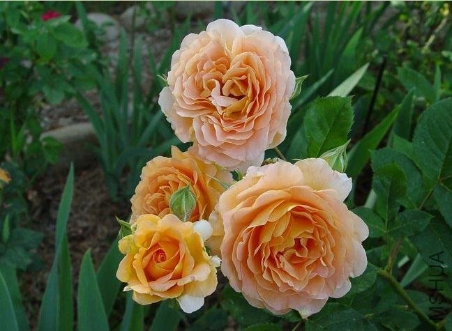 ������ˮ��Honey Perfume��8.jpg