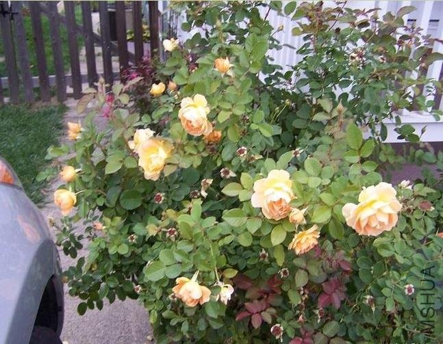 ������ˮ��Honey Perfume��9.jpg