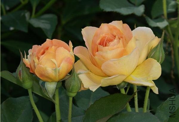 ������ˮ��Honey Perfume��10.jpg