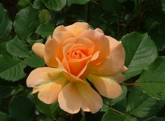 ������ˮ��Honey Perfume��11.jpg