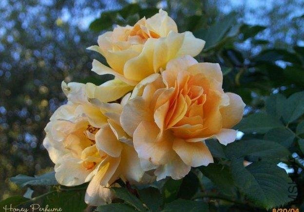 ������ˮ��Honey Perfume��12.jpg