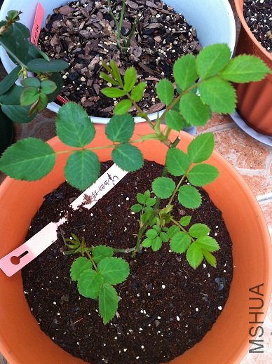 IMG_0671.JPG