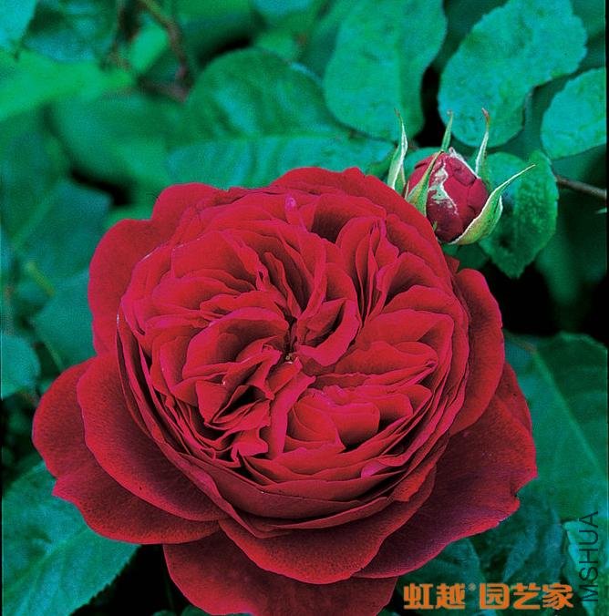 ����˹����LD Braithwaite.jpg