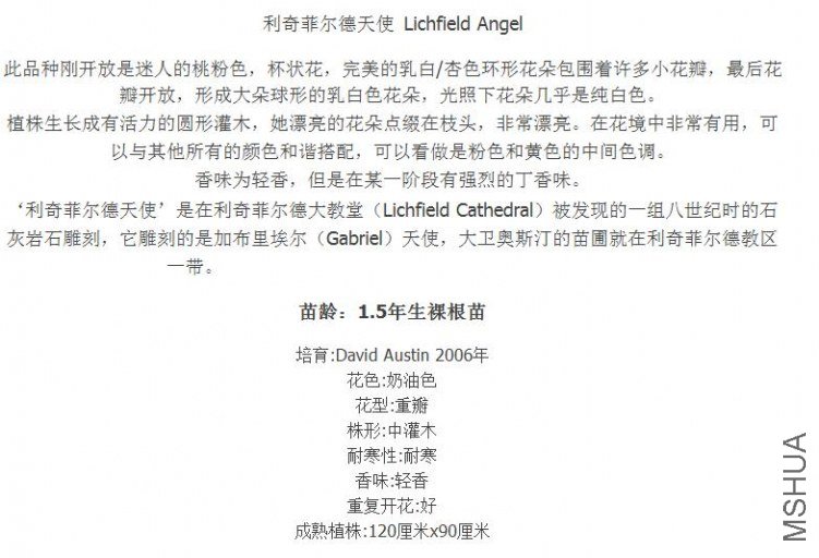 ����ƶ�����ʹLichfield Angel����.jpg