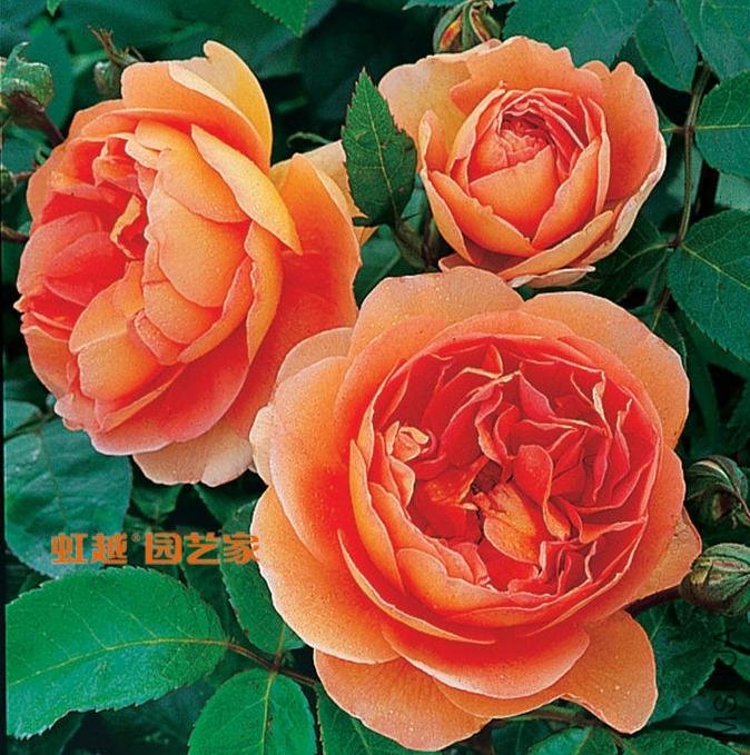 ���ذ�˹��Pat Austin.jpg