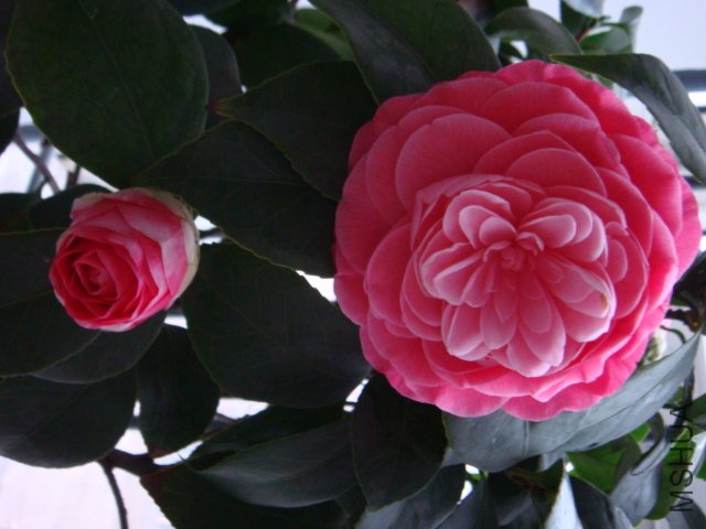 DSC02279.JPG