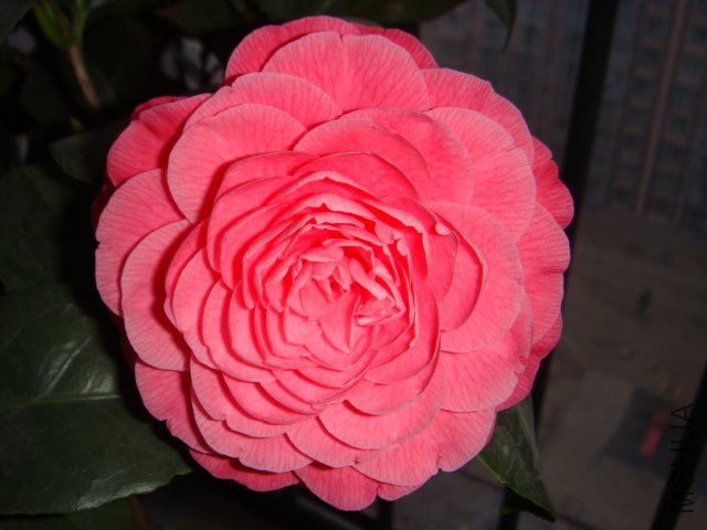 DSC02271.JPG
