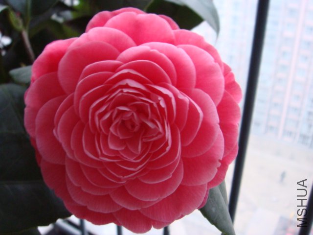 DSC02272.JPG