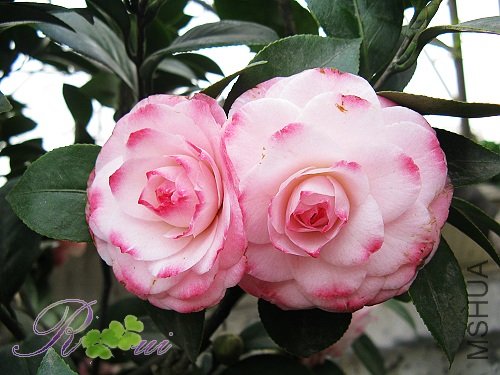 ������ 2.jpg