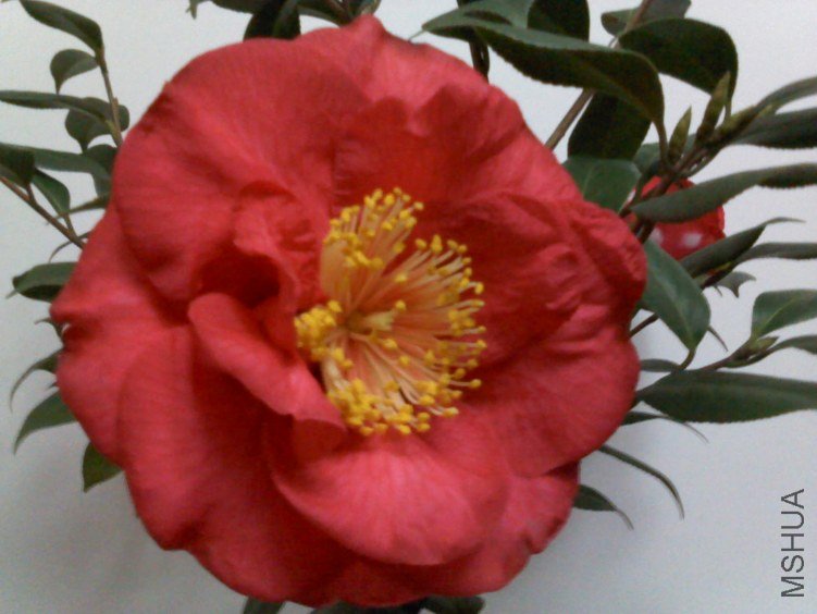 DSC00210.jpg