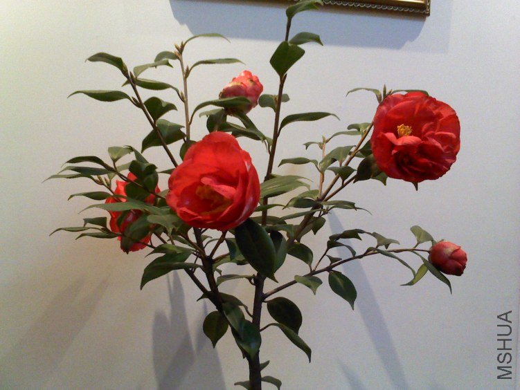 DSC00211.jpg