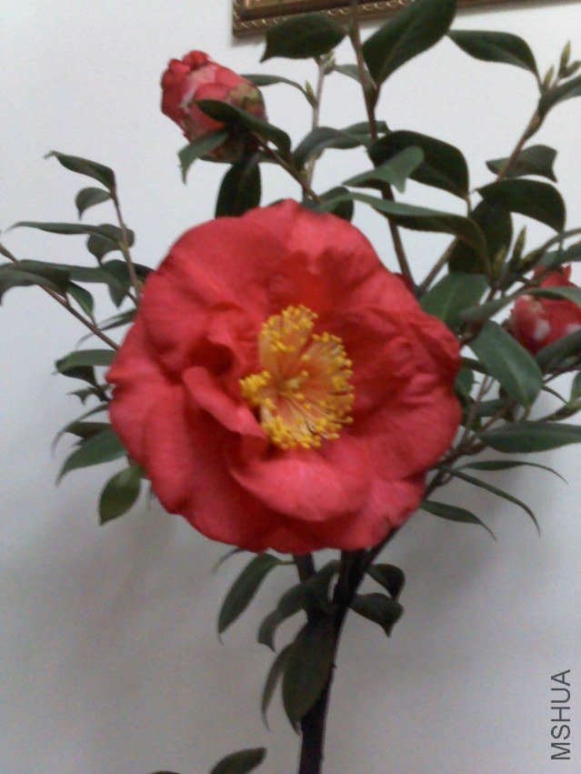 DSC00209.jpg