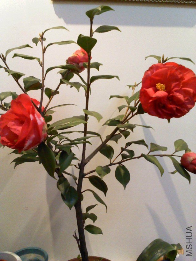 DSC00214.jpg