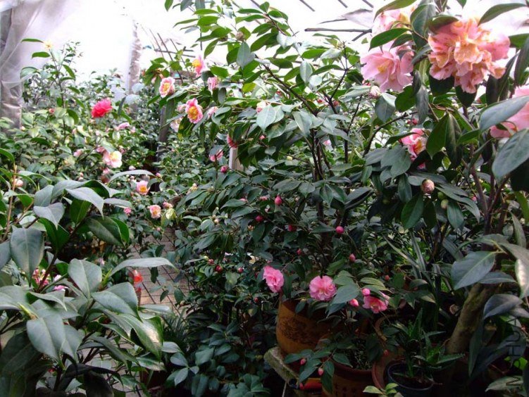 �軨԰ 2012-3-22f 103.jpg