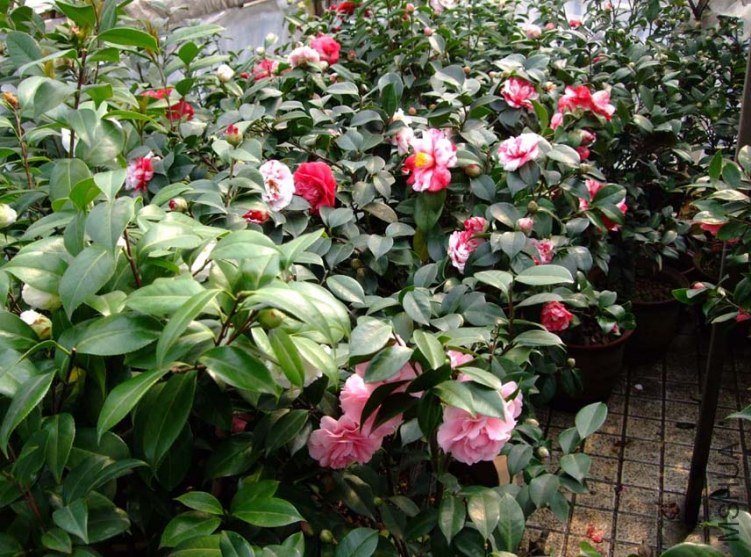 �軨԰ 2012-3-22f 112.jpg
