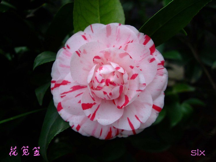 ������ 2012-3-22f 012.jpg