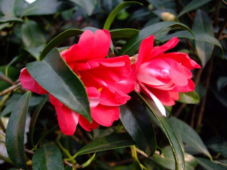 ��ȸ�� 2012-3-22f 065.jpg