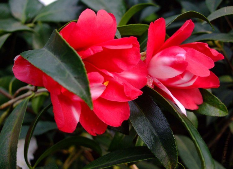 ��ȸ�� 2012-3-22f 066.jpg